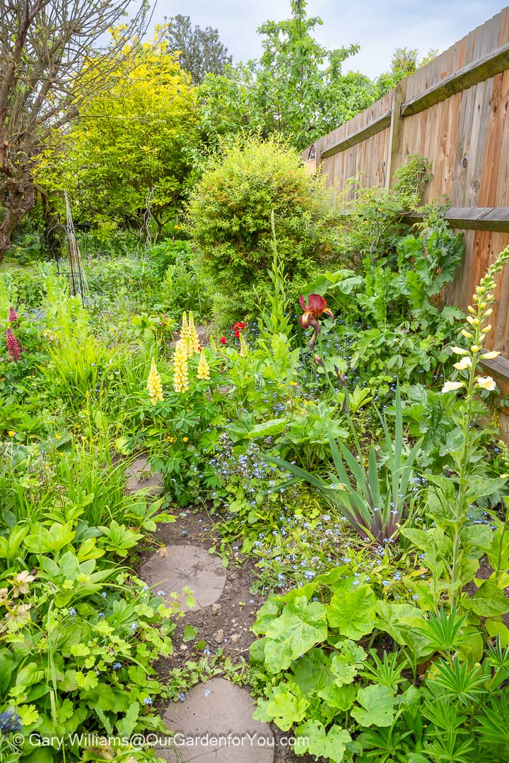 The view along the path of our Cottage Garden bed in May 2023with a mixture of foxgloves, lupins and iris in flower