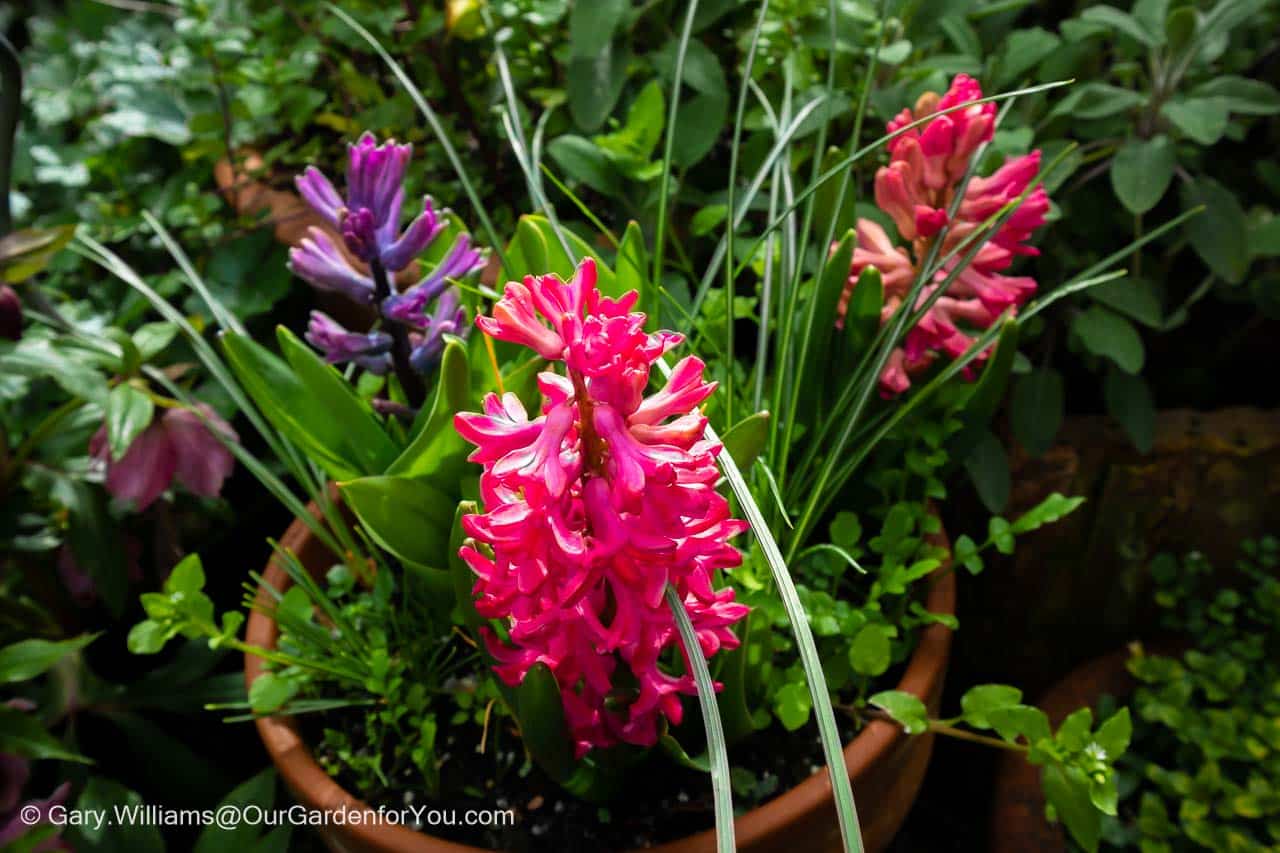 Three of our hyacinth passion mix, in cerise, purple & red, flowering in a container in the corner of our patio in spring