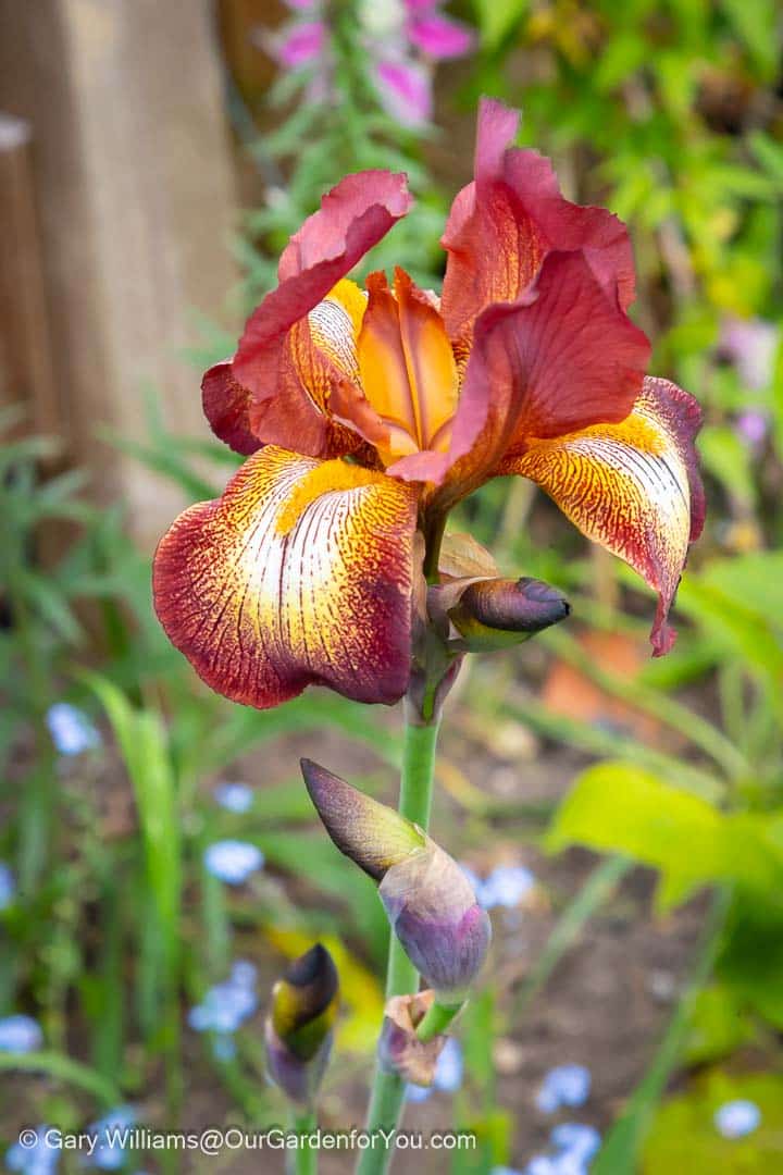 Our dark purple buds and chestnut-brown ‘Kent Pride’ Iris in bloom in our cottage garden in late spring