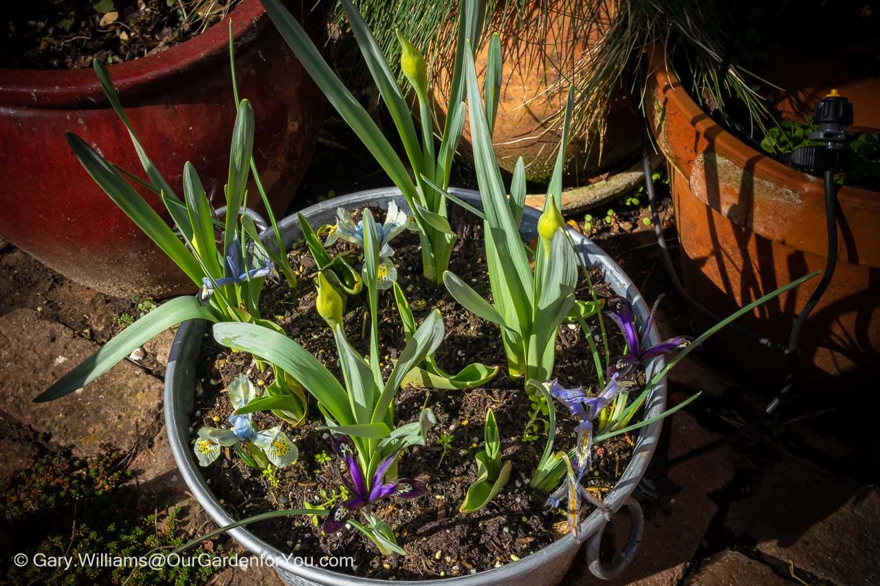 Daffodils sprouting between already flowering dwarf iris plants in a container planted out using the Lasagne method