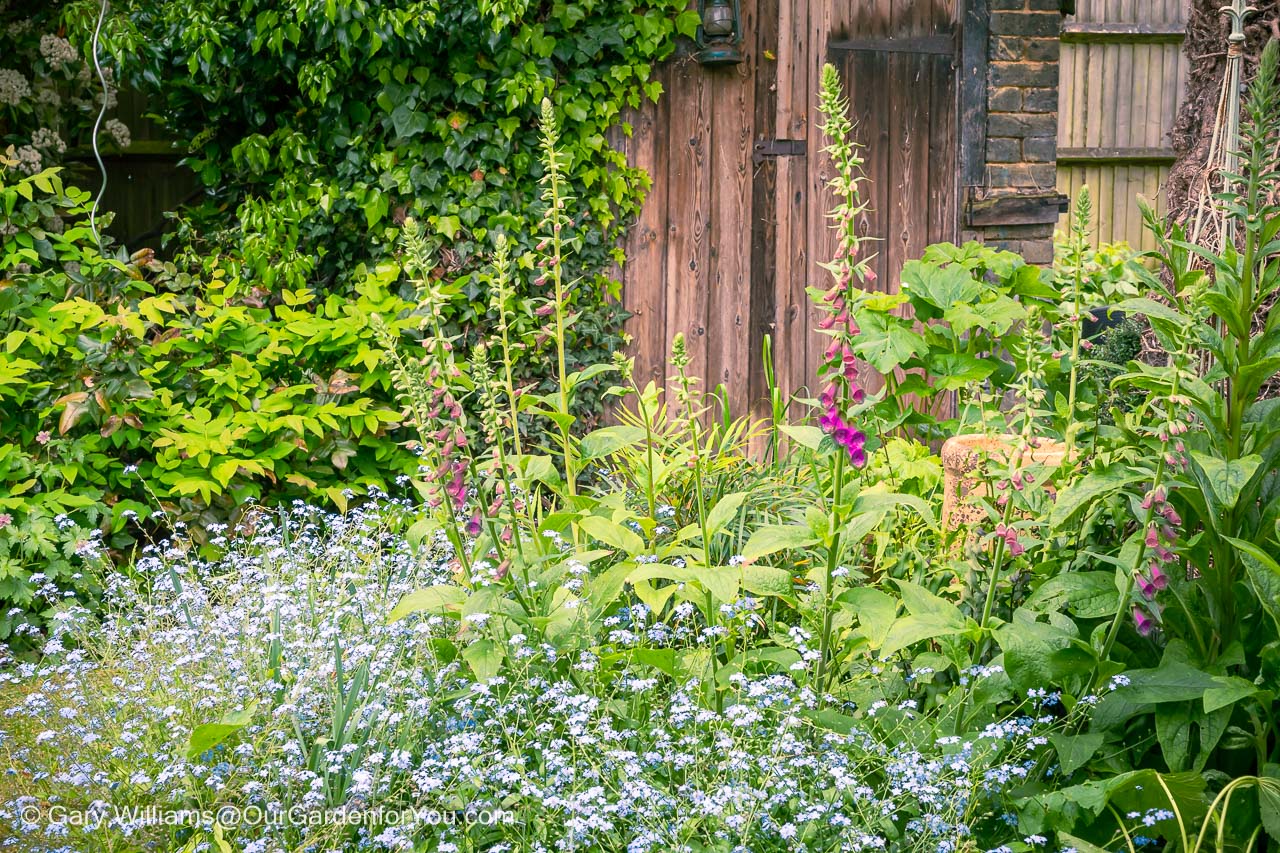 Our lawn shady bed at the end of our lawn is filled with forget-me-nots and purple foxgloves in front of the wooden door to our old outhouse.