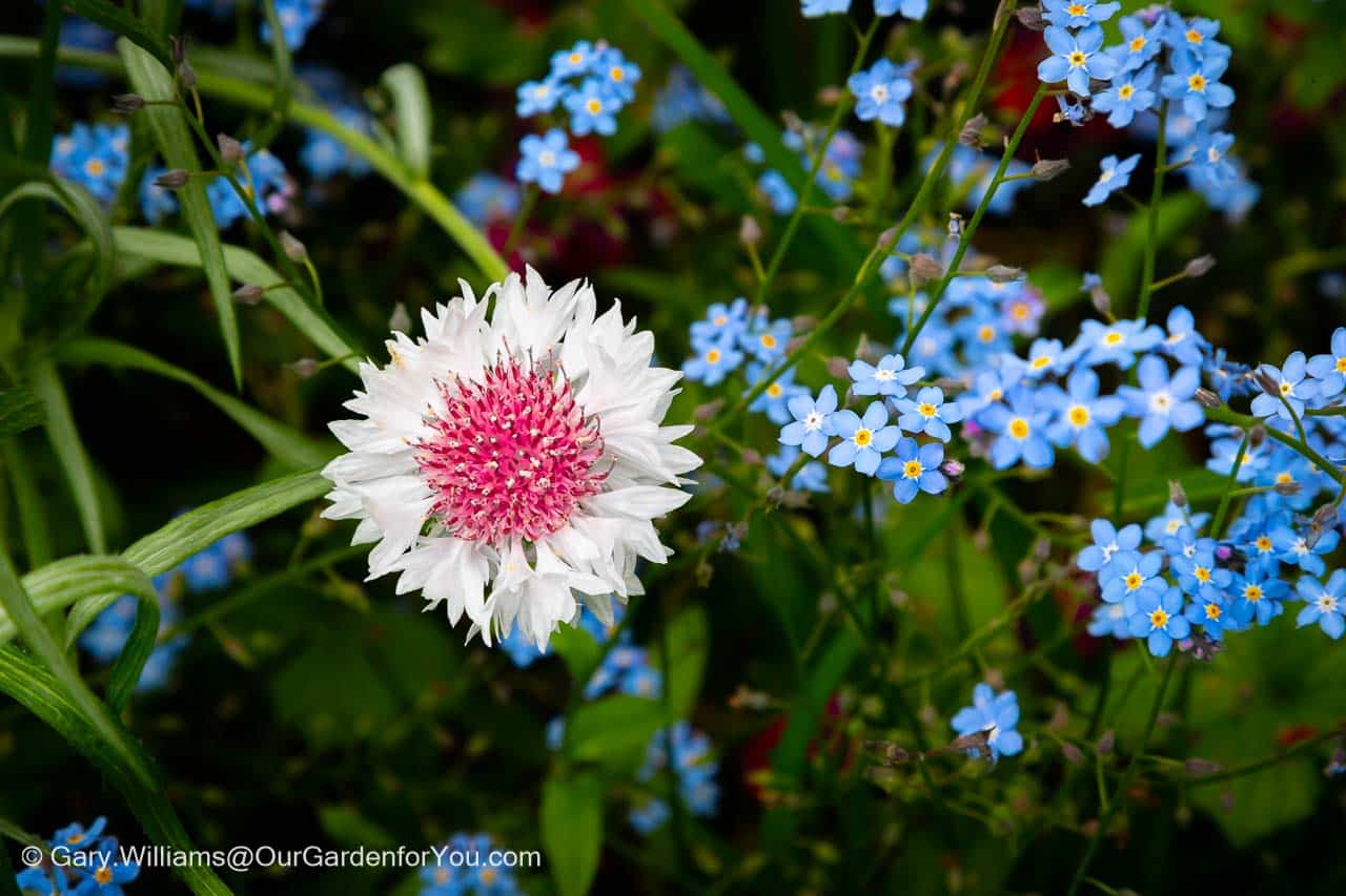 An ornamental cornflower with a white outer and a pink centre in front of pale blue forget-me-nots in our english cottage garden bed