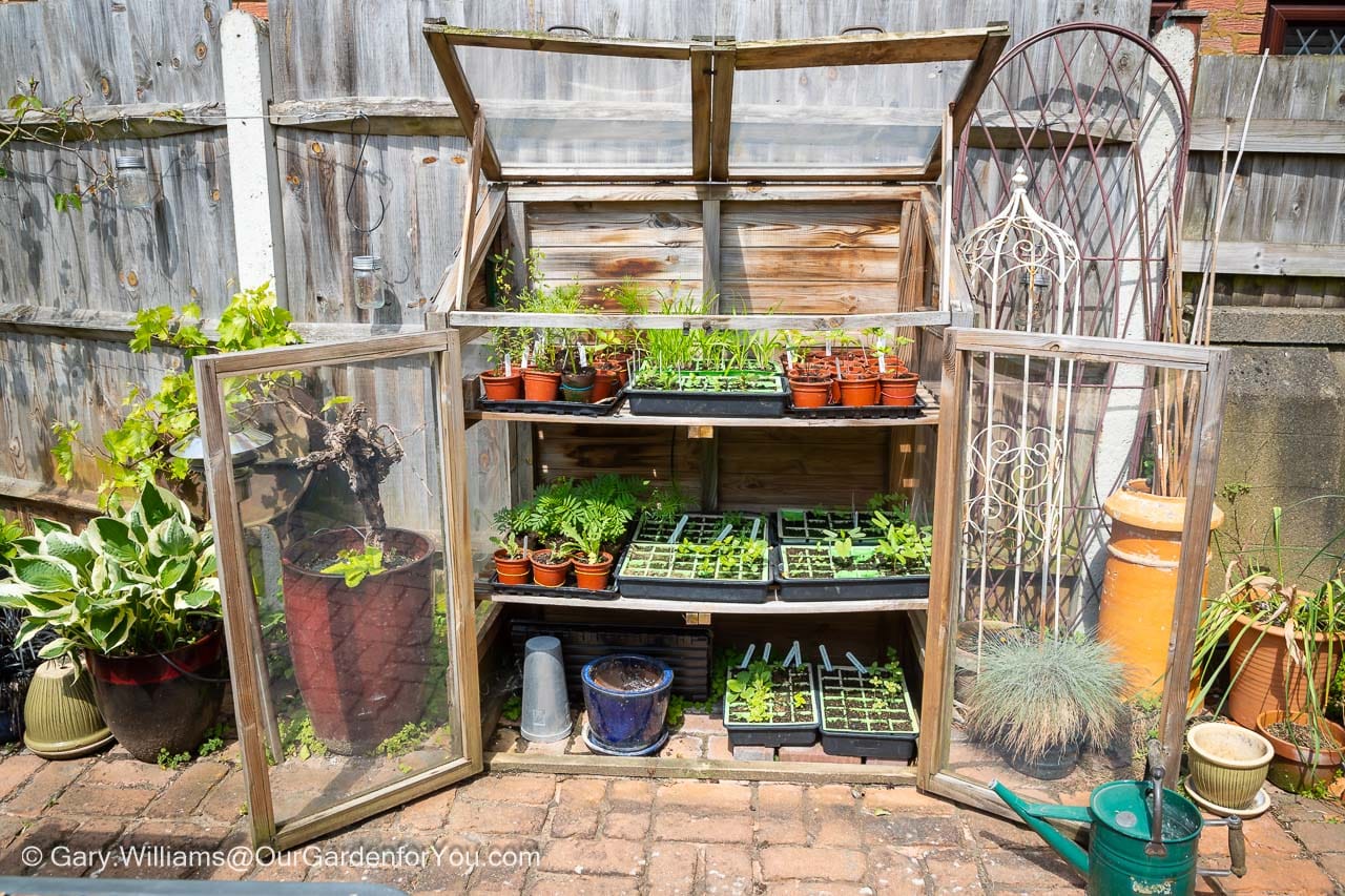 The wooden cold frame on our patio full of seed trays continuing their development.