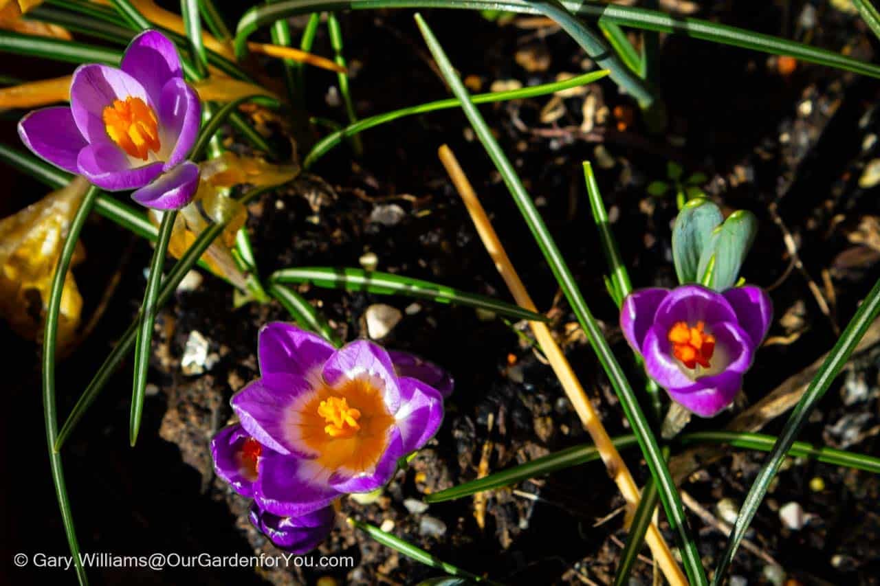 A close-up overhead view of three pruple iris growing in a container on our patio in springtime