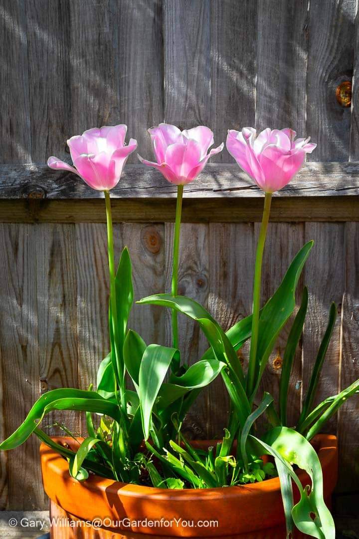 A portrait shot of three dusty pink tulips planted in a container in front of a plain grey wooden fence on the patio of our garden