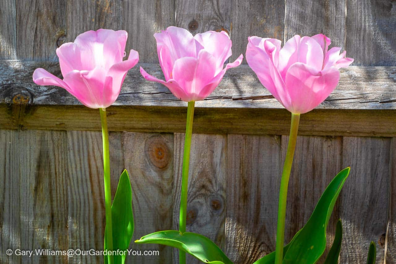 Three dusty pink tulips in a line in front of a plane grey wooden fence on the patio of our garden