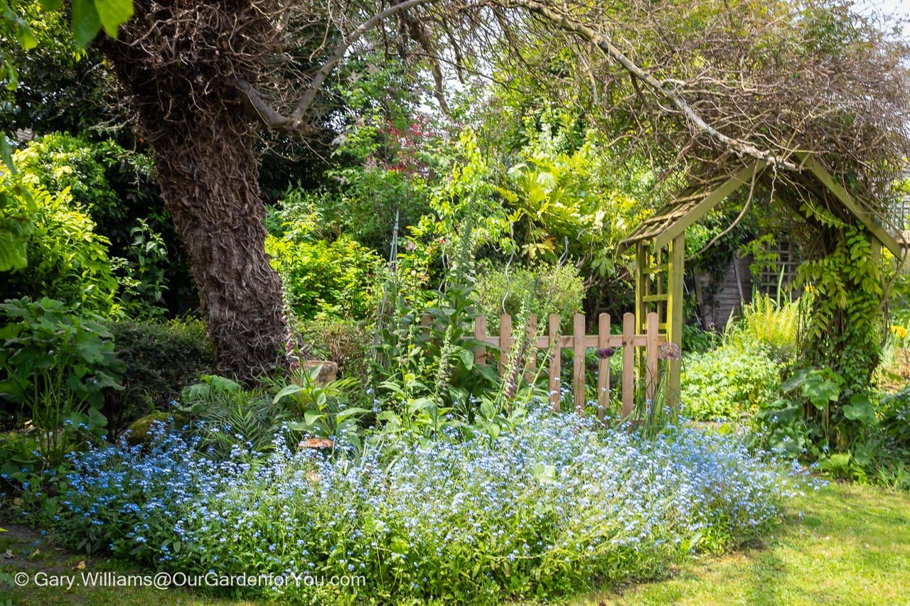 The lawn shady area of our garden leading to the Secret Garden and the pond