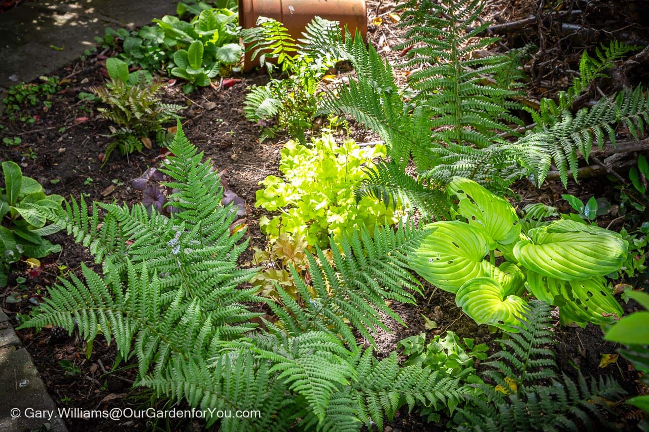 The woodland shady area of our garden planted our with ferns, hostas and heucheras