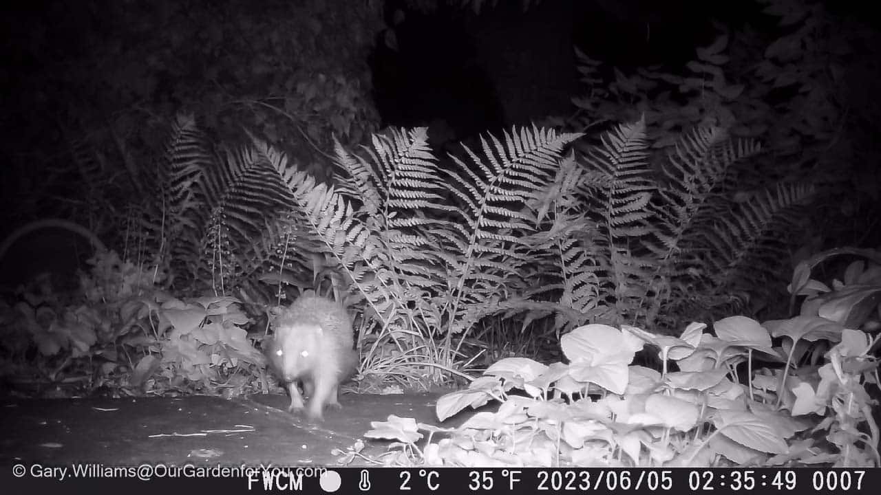 A hedgehog in the Woodland Shady section, sections of our garden, english country garden, garden wildlife