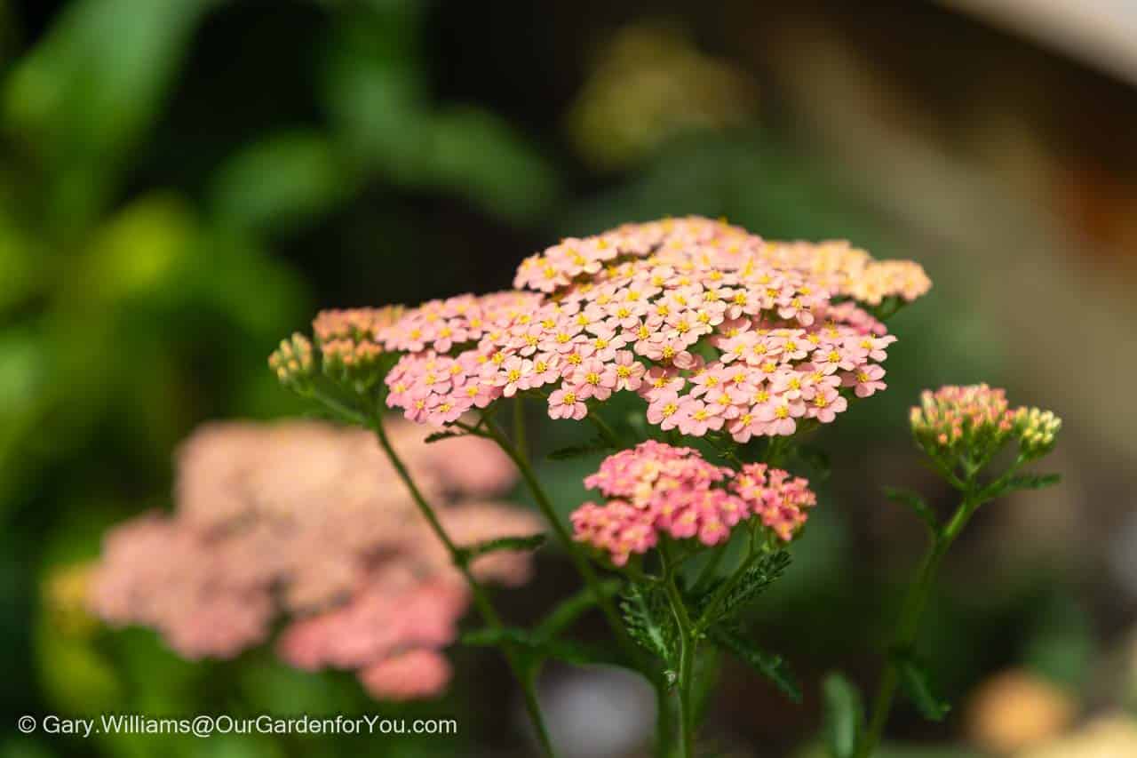 A variety of salmon pink from achillea millefolium 'salmon beauty' in the cottage garden bed of our english country garden.
