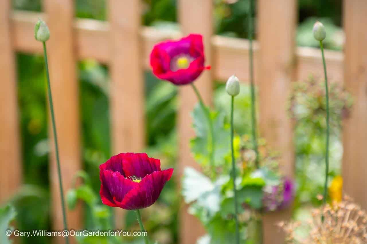 Deep purple poppies and budding Allium Sphaerocephalon in the lawn shady bed in our english country garden.