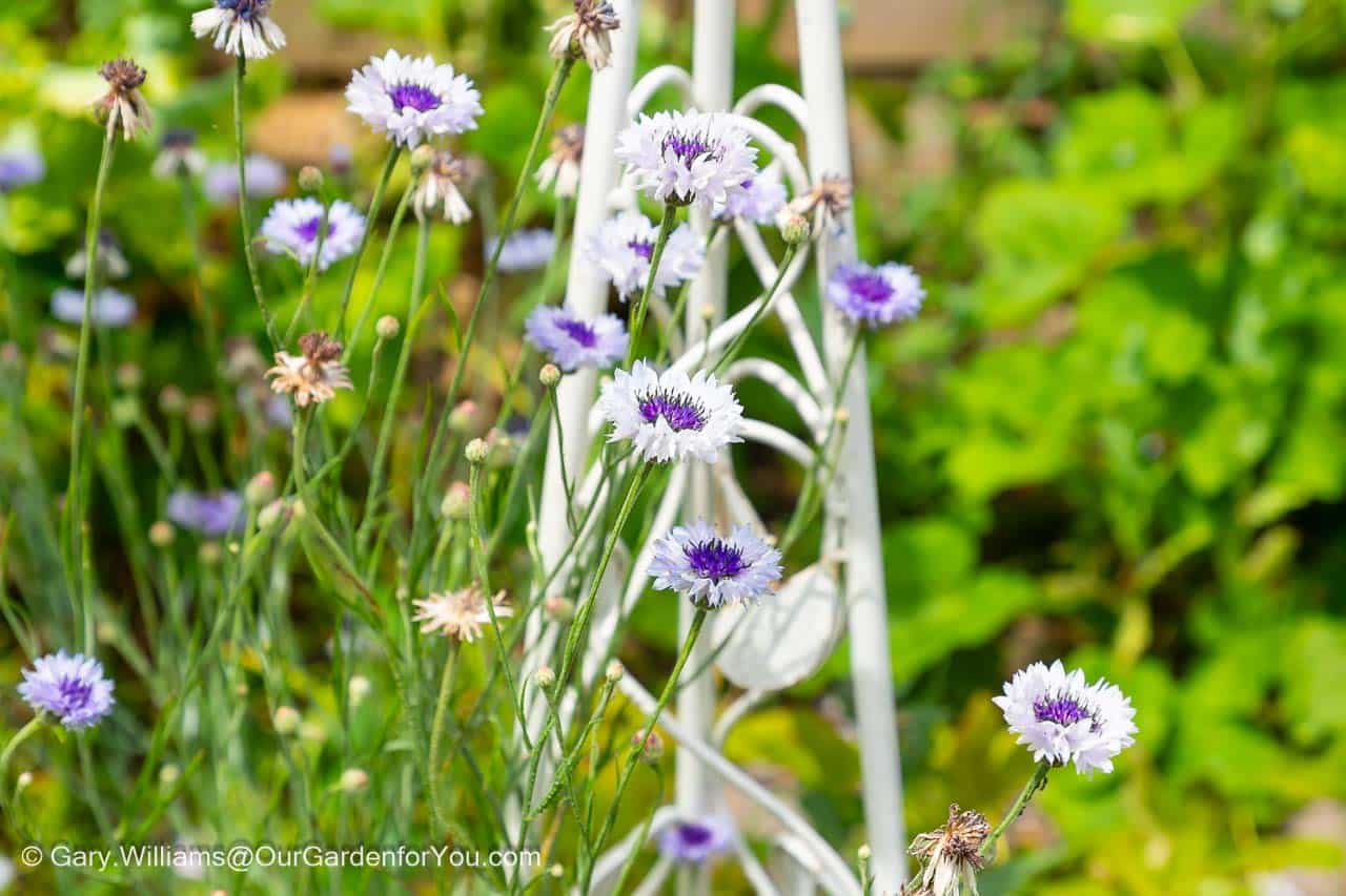 A bunch of beautiful white cornflowers with purple centres in the cottage garden section in our english country garden.