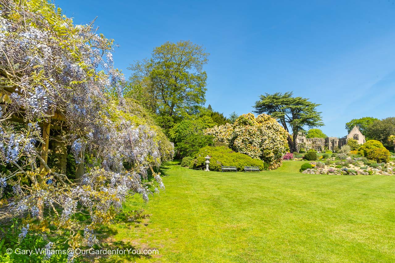 The croquet lawn at nymans in west sussex, framed with the purple flowering wisteria to the left, and the ruins of the house in the background