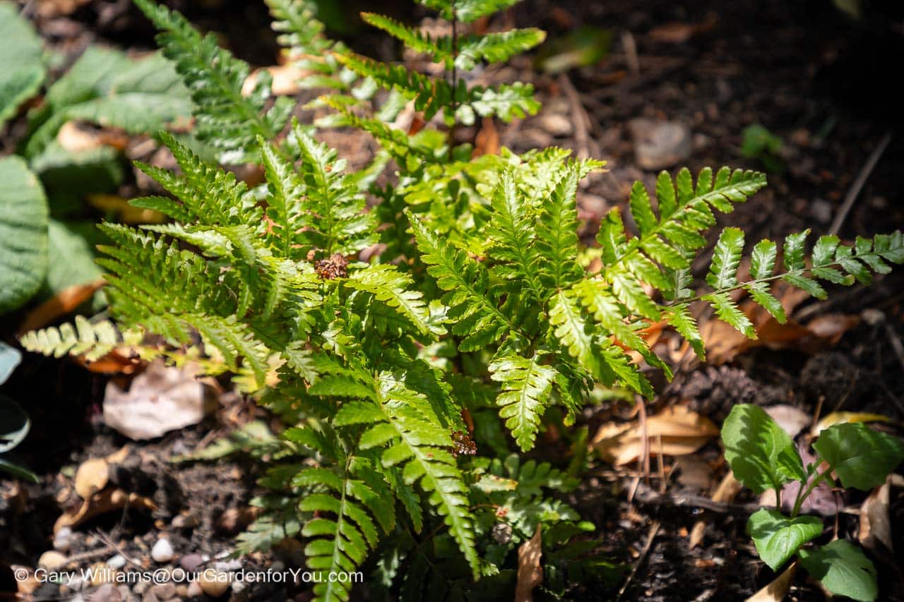 A closeup shot of the Dryopteris erythrosora 'Brilliance' fern in the Woodland Shady section of our garden