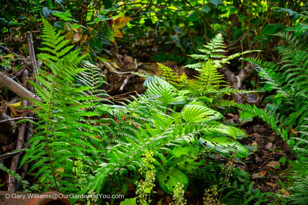 A shot of the different ferns we have planted in our Woodland Shady section of the garden