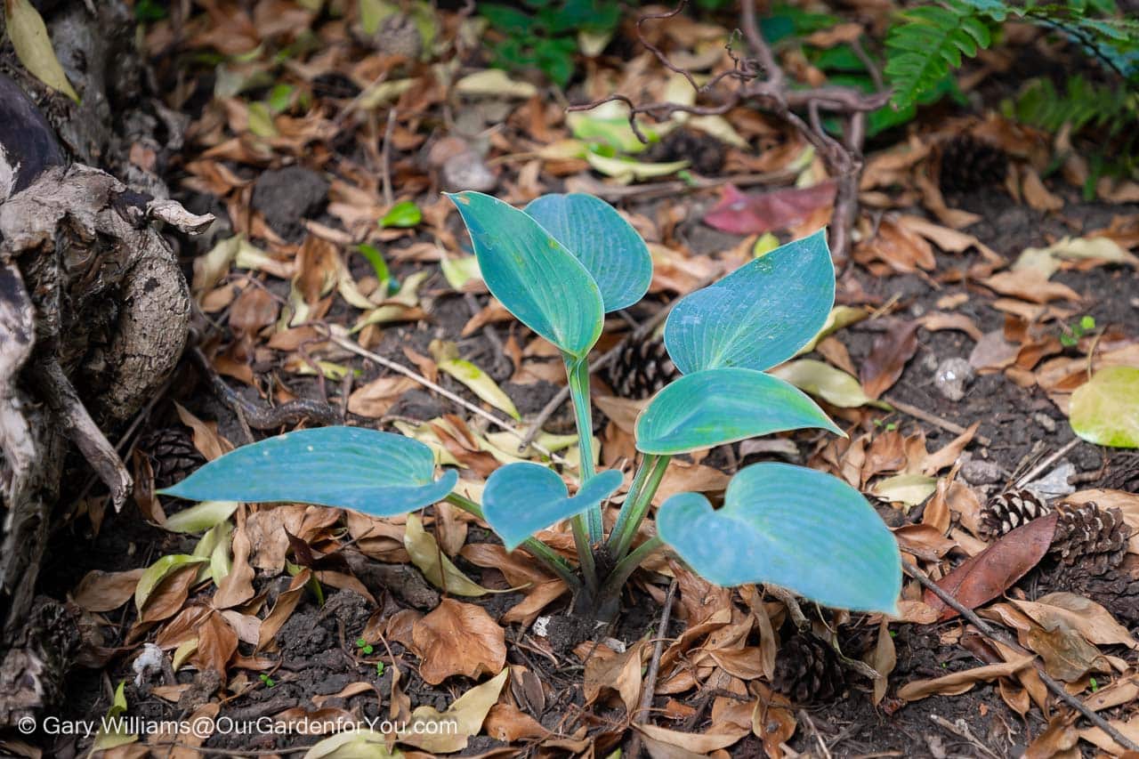 The deep blue and greens of the Hosta ‘Halcyon’ in our Woodland Shady section of the garden