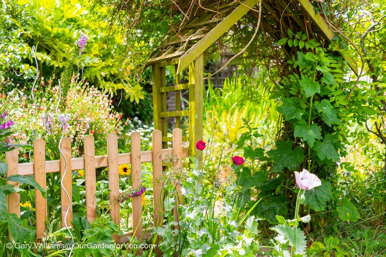 A view of the lawn shady bed in front of the picket fence and wooden arch leading to the secret garden