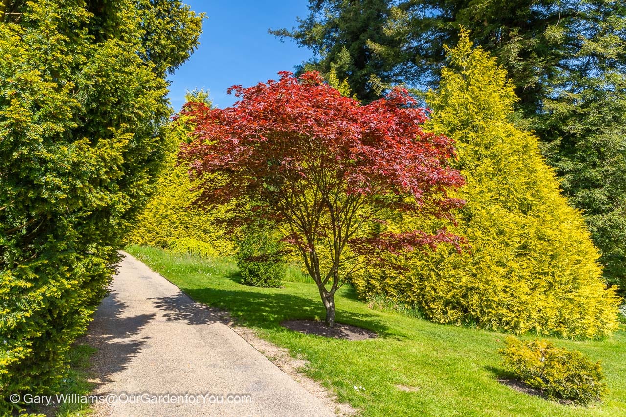 A path between the trees of nyman's pinetum in the west sussex countryside