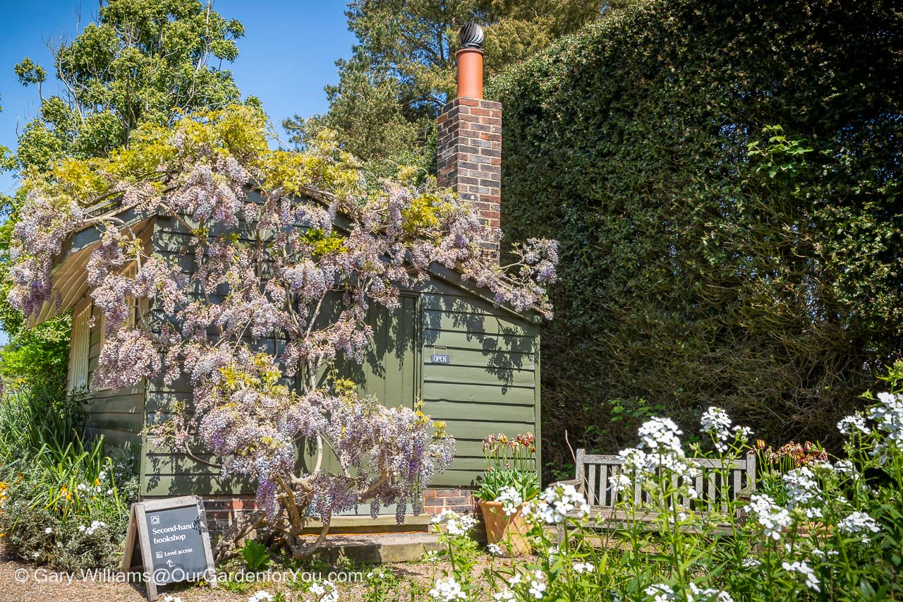 Purple flowering wisteria covering the sage coloured wooden hut that house the second-hand book store at nymans in west sussex