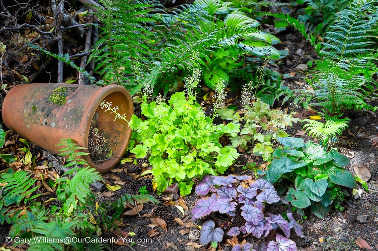 Three different coloured heucheras in the woodland shady area of our garden.