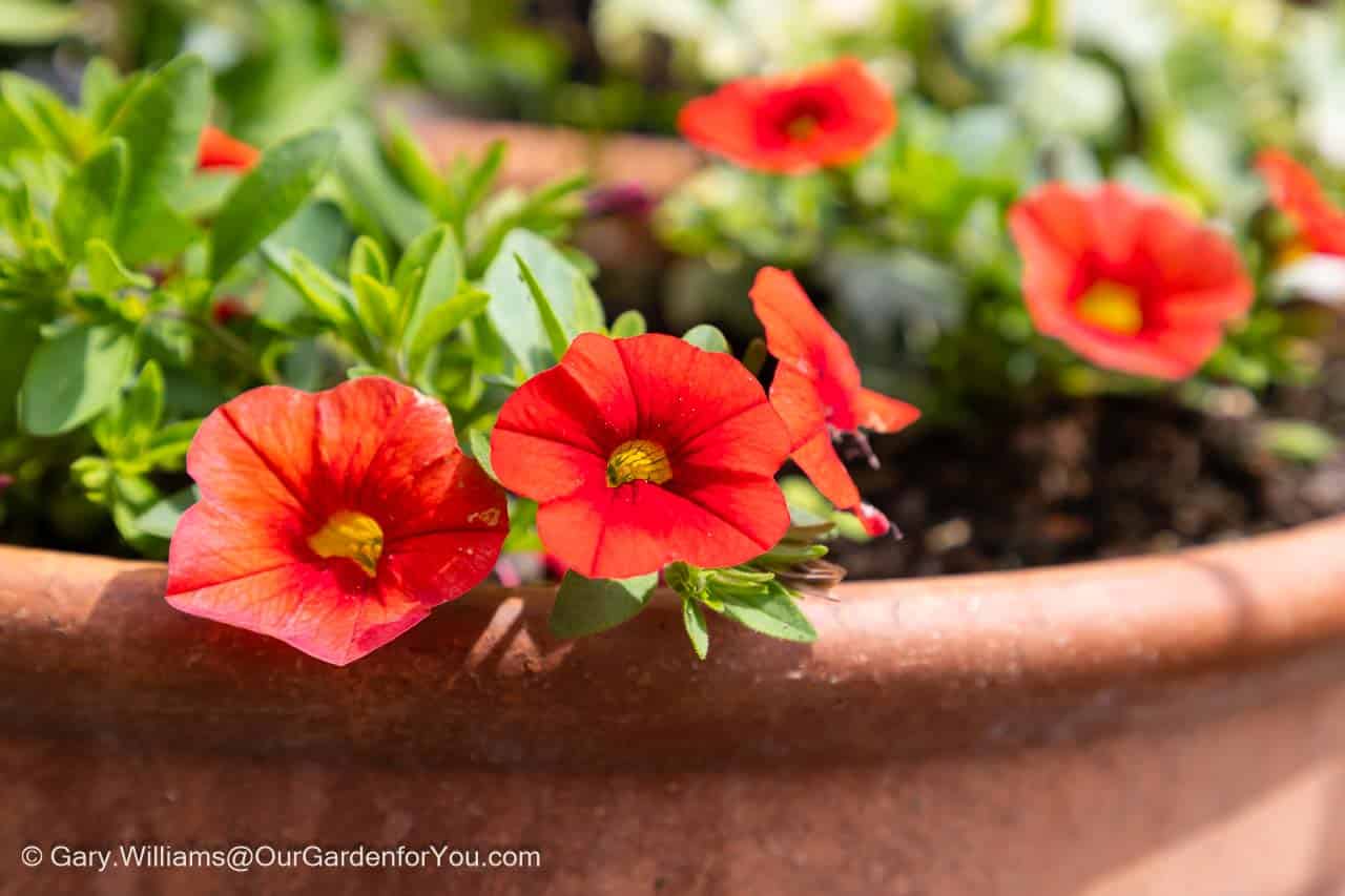 Orangey/red petunias in a terracotta pot on our courtyard patio
