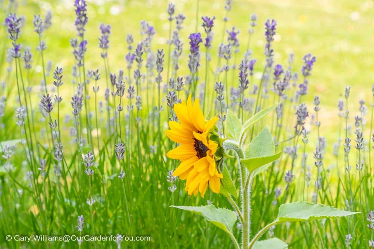 A dwarf sunflower in front of a bed of munsted lavender in full bloom in the little Provence garden section in our english country garden