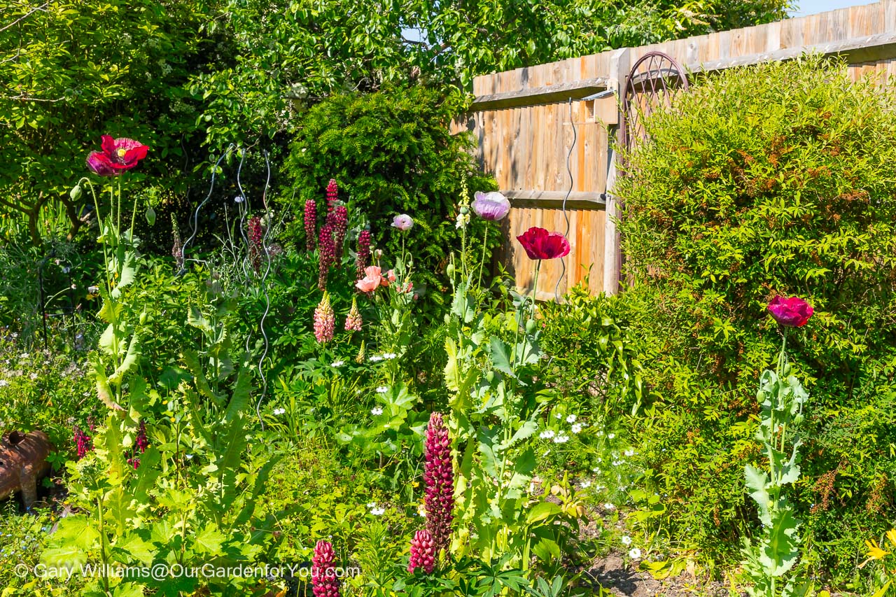A mixture of red, pink and purples in the cottage garden bed from a variey of lupins, poppies and cornflowers