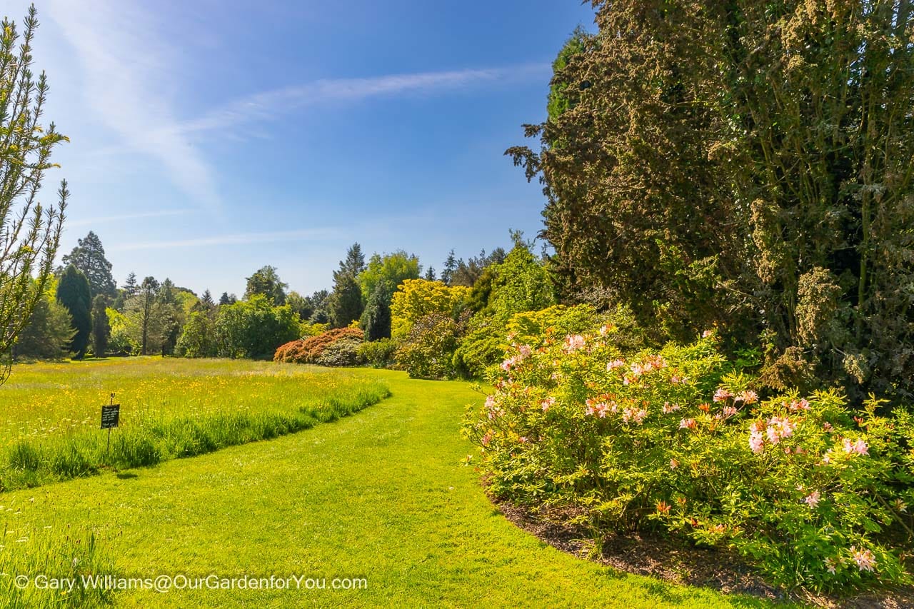 A sweeping mown path next to a wildflower meadow at nymans house and gardens in west sussex