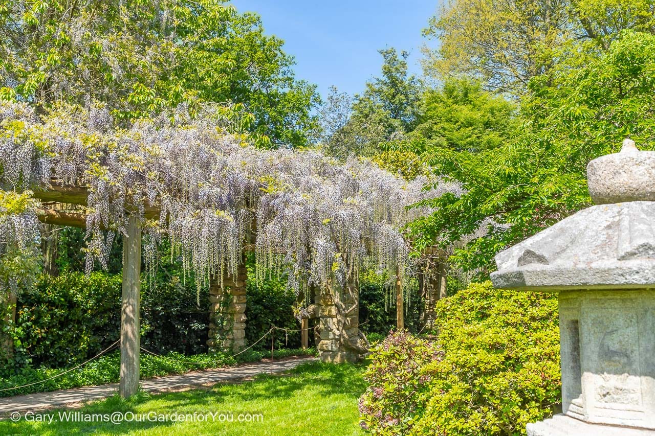 The purple flowering wisteria hanging from a pergola next to the croquet lawn at nymans house and gardens in west sussex