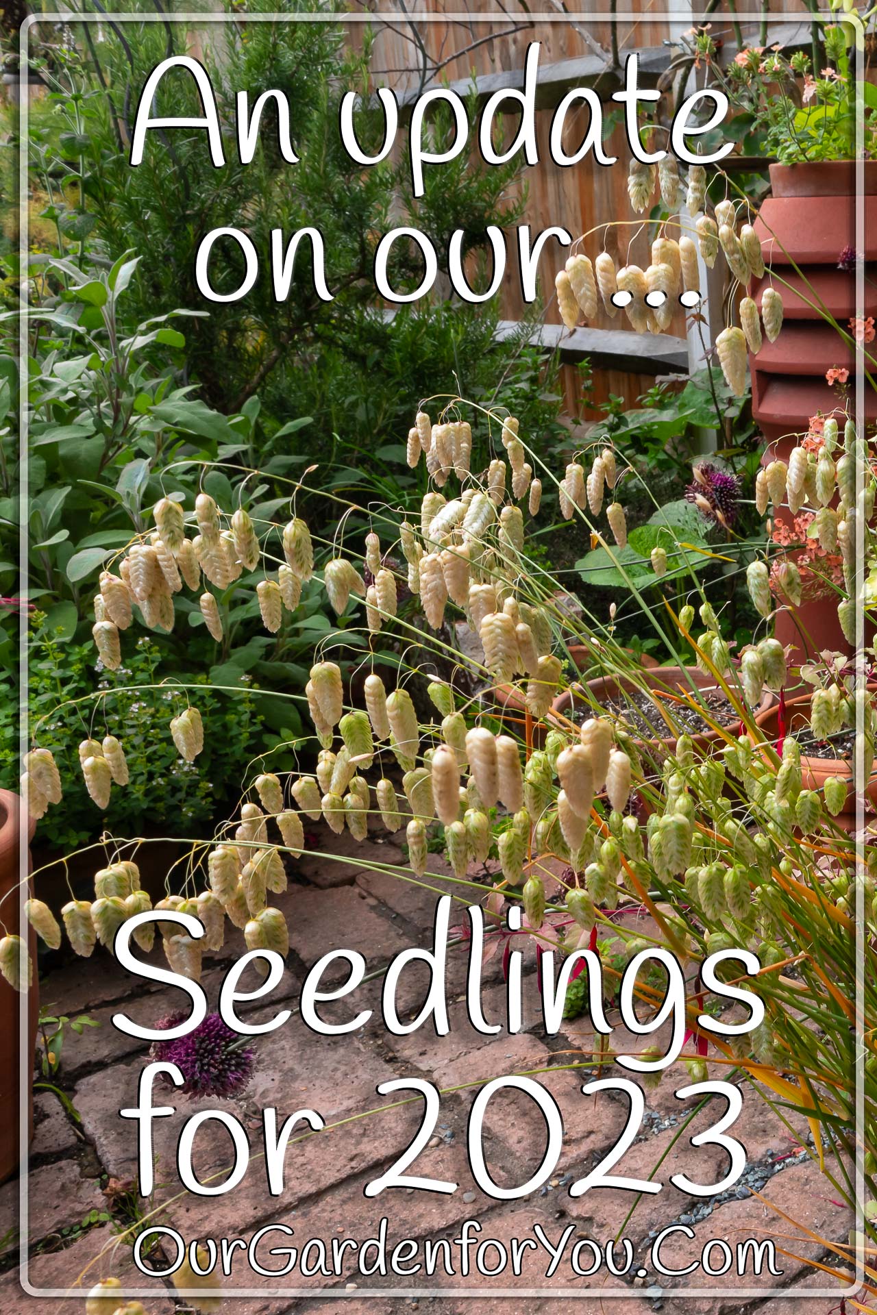 The pin image for our post - 'An update on our seedlings for 2023