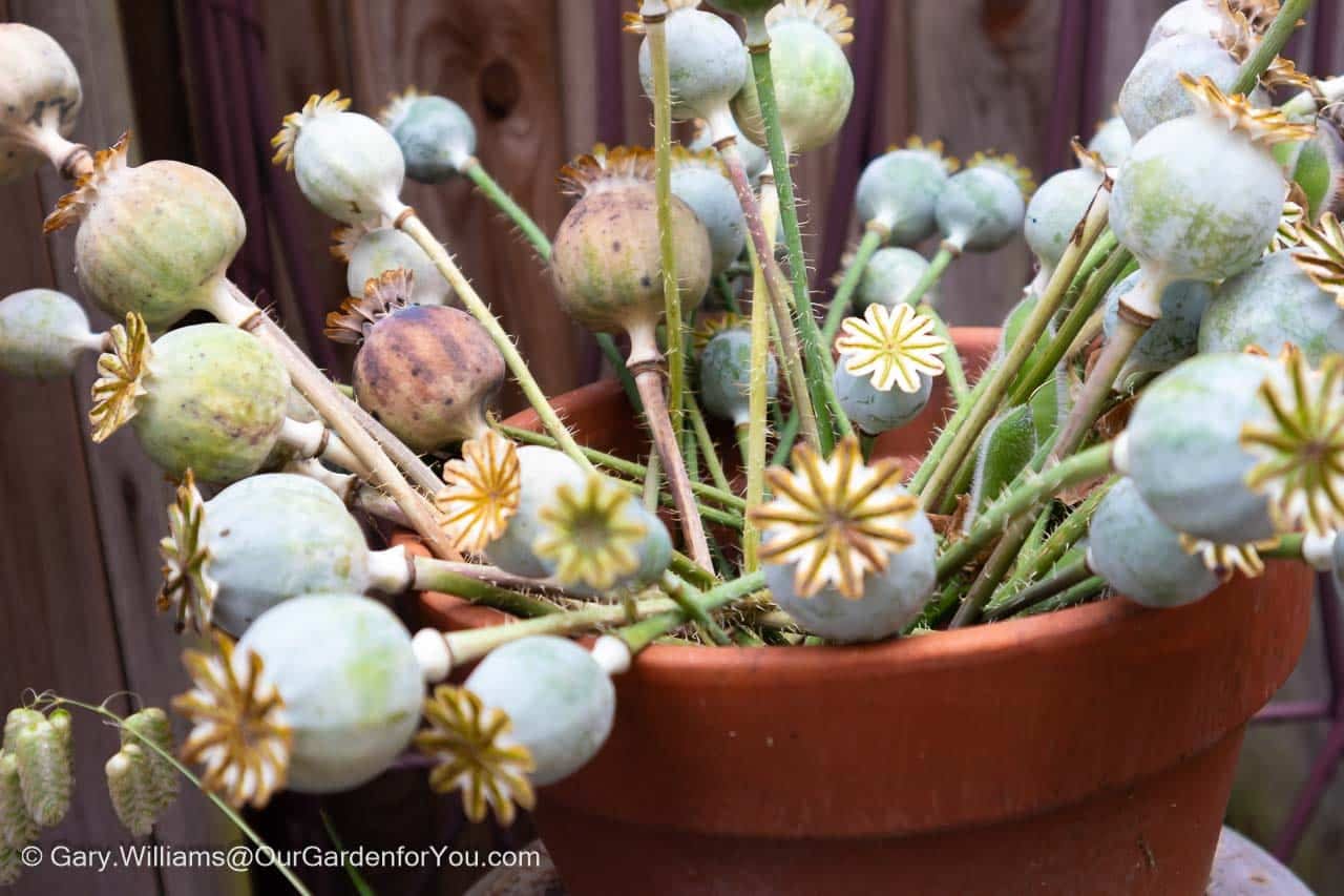 A collection of drying decorative poppy seed heads in a pot on our courtyard patio