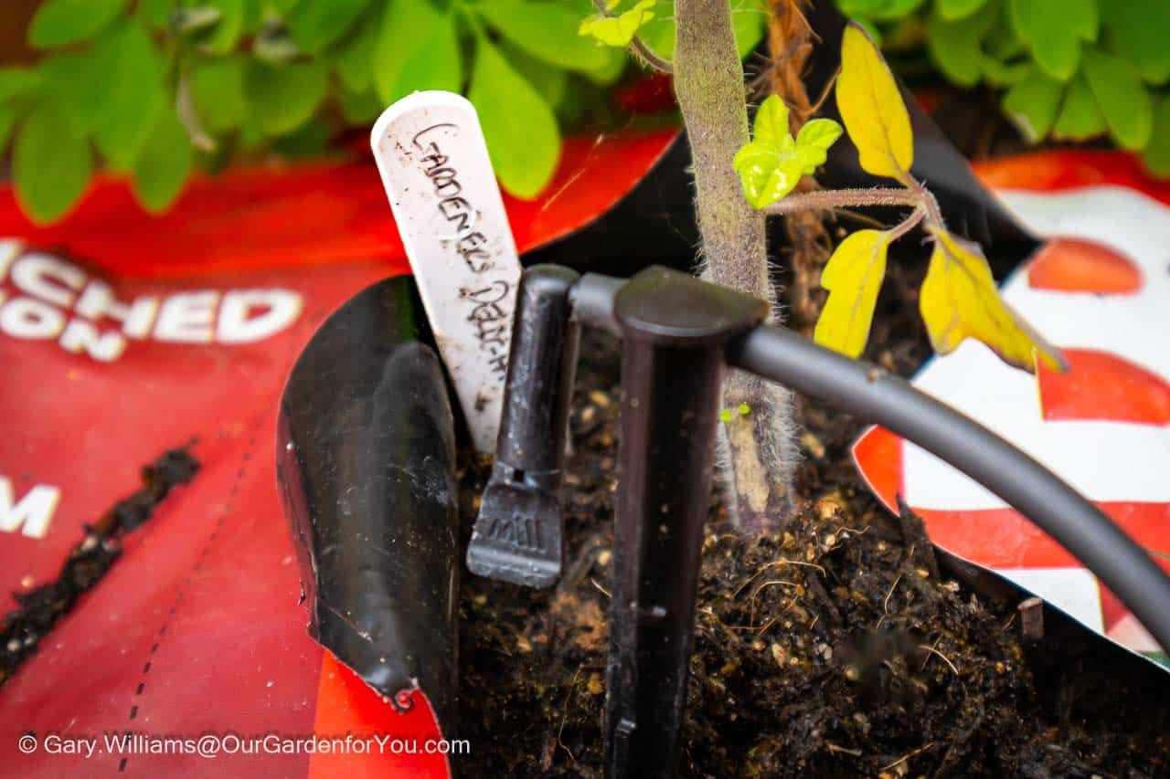 A drip irrigation nozzle feeding a gardeners delight tomato plant in a grow bag on our courtyard patio