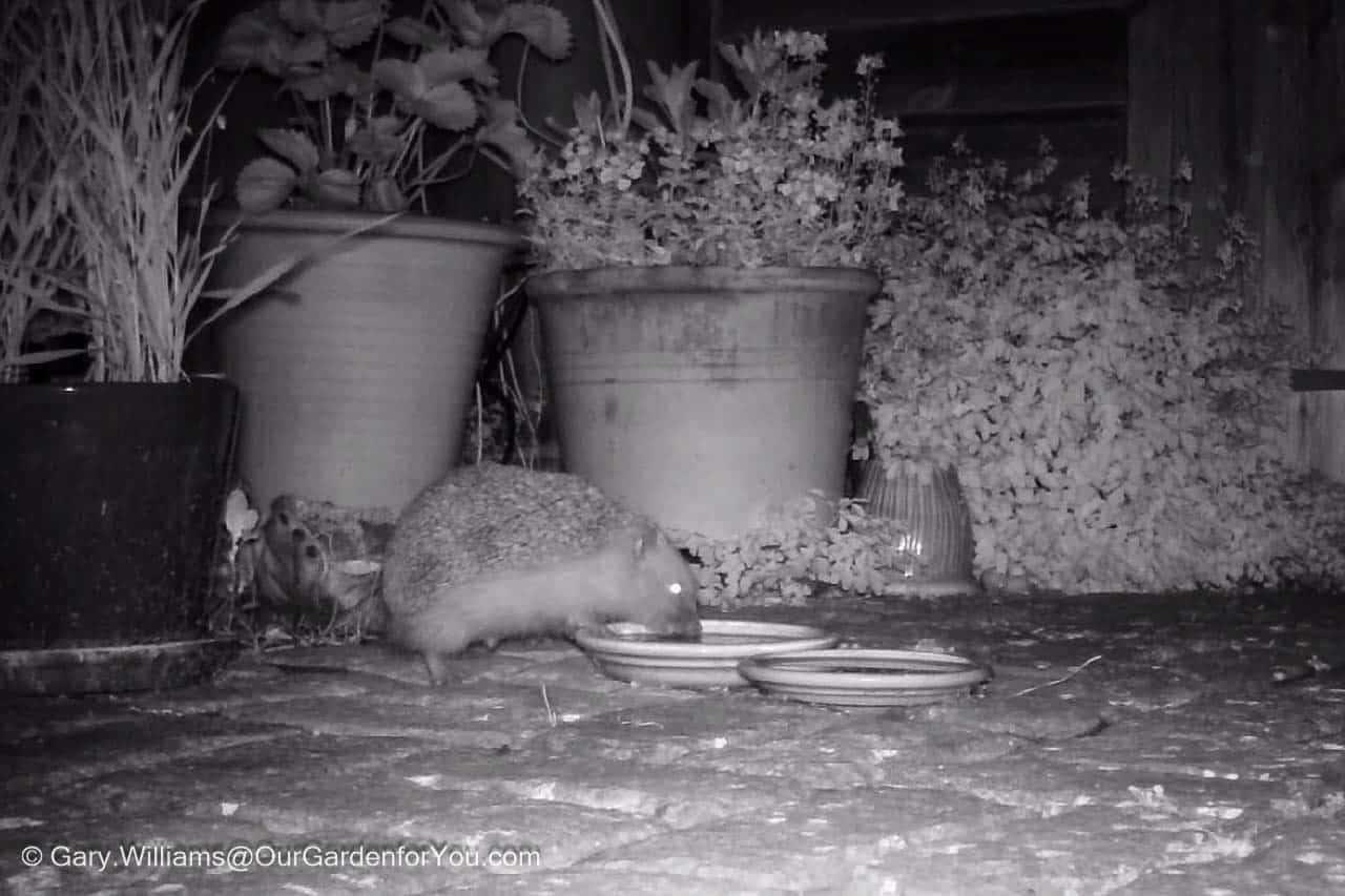 A black and white still image from our trailcam on the courtyard patio of a hedgehog drinking from drip tray we have filled with water