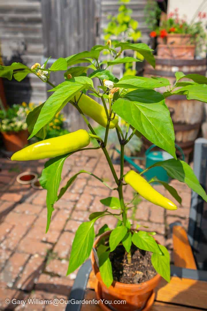 A potted Hungarian Hot Wax chilli, sporting 3 large chillies, displayed on our patio