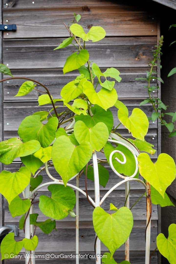 The lush deep green leaves of our morning glory growing up against an obelisk in front of our shed.