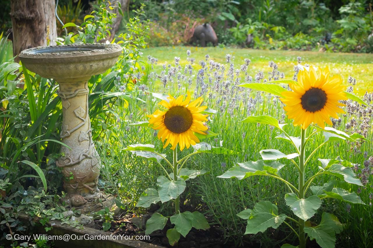 Two sunflowers in front of the flowering lavender in our little provence bed next to the ornamental birdbath