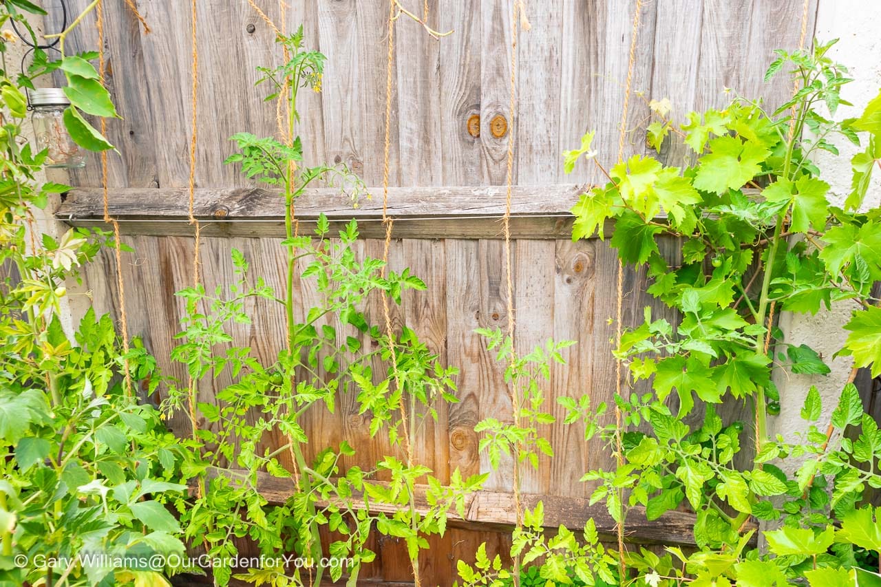 Eight tomato plants growing up against our fence, supported with twine thread