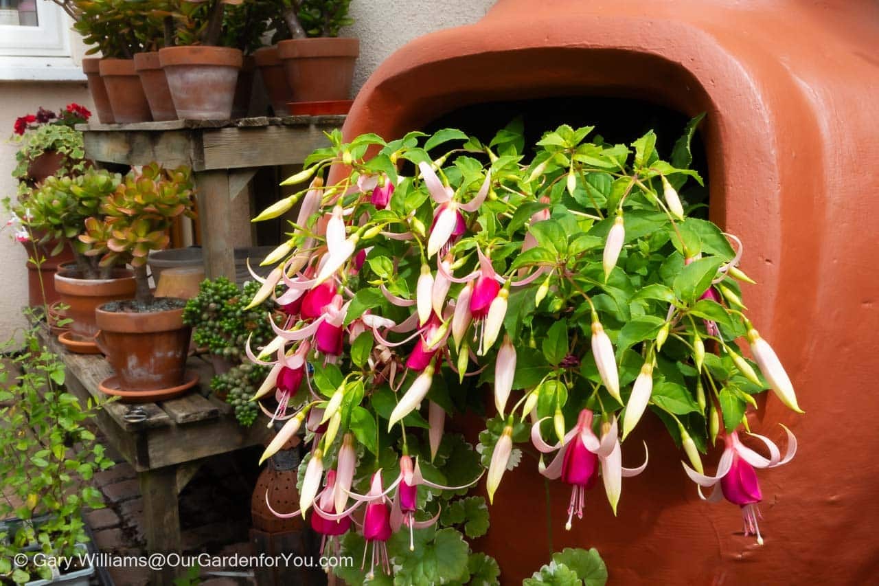 Cerise and pink flowering fuchsias tumbling our of the opening of a chimenea planter on our courtyard patio