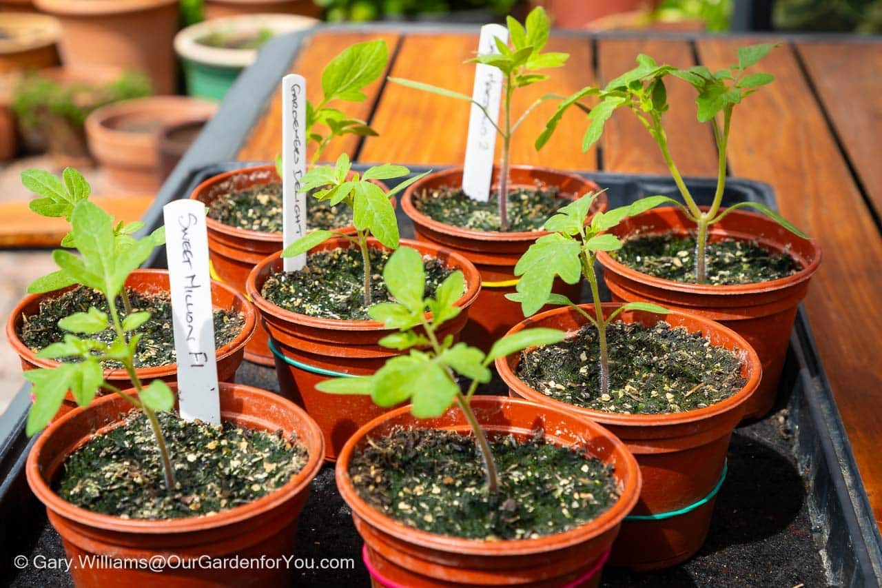 Eight young tomato plants grown from seed in small plastic pots on a tray on our courtyard patio