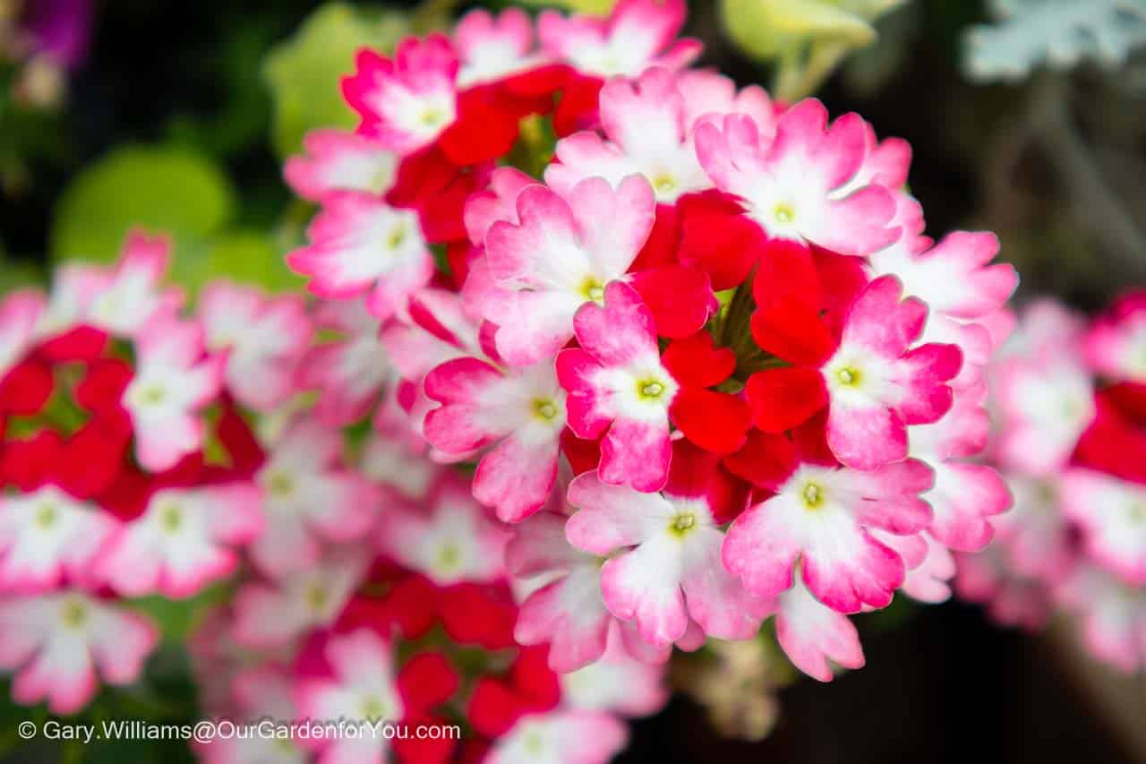 A close-up of the white pint and red flowering head of a verbena hybrida on our courtyard patio