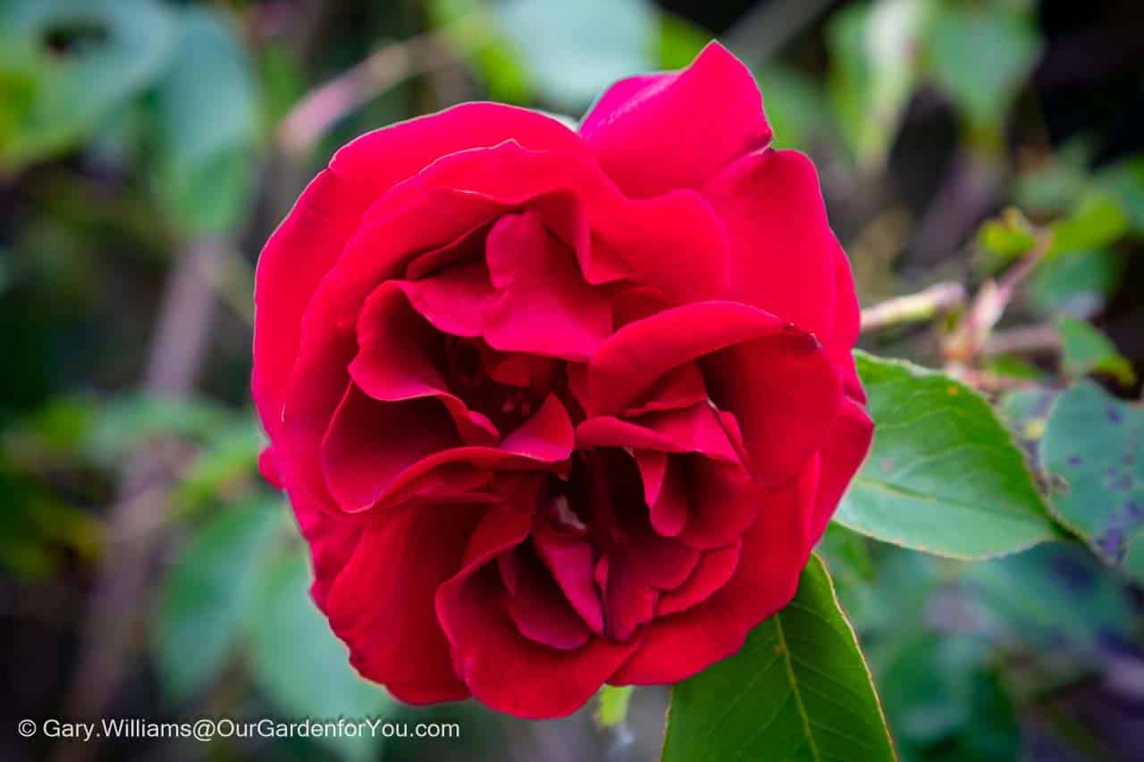 A close-up of a bright red rose in our english country garden