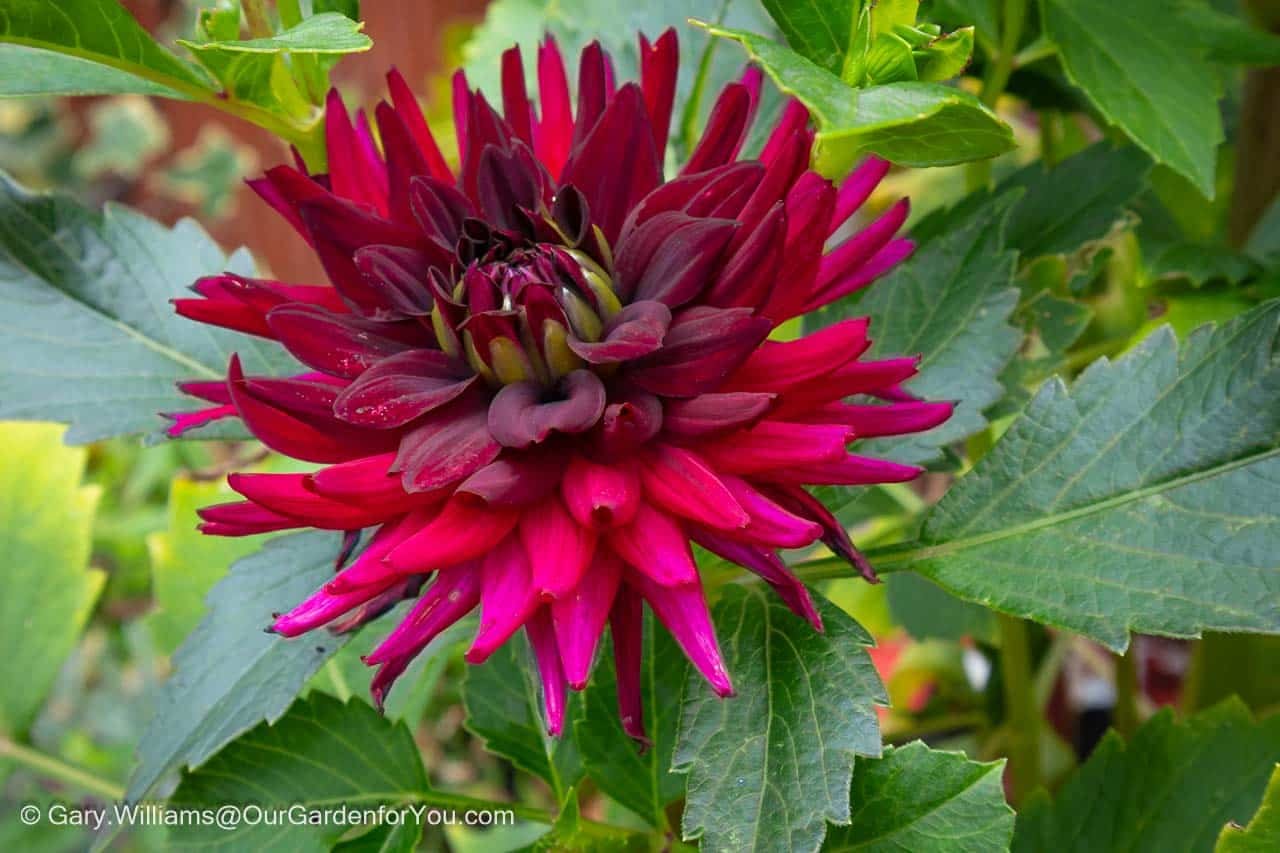 A single purple head of a potted dahlia in full bloom on our patio