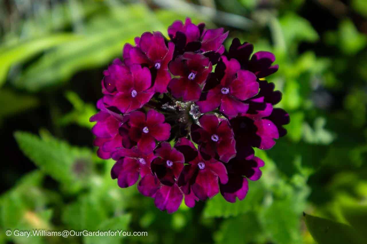 a close-up of a single branch of a purple veined verbena with multiple flowers blooming happily on our patio in august