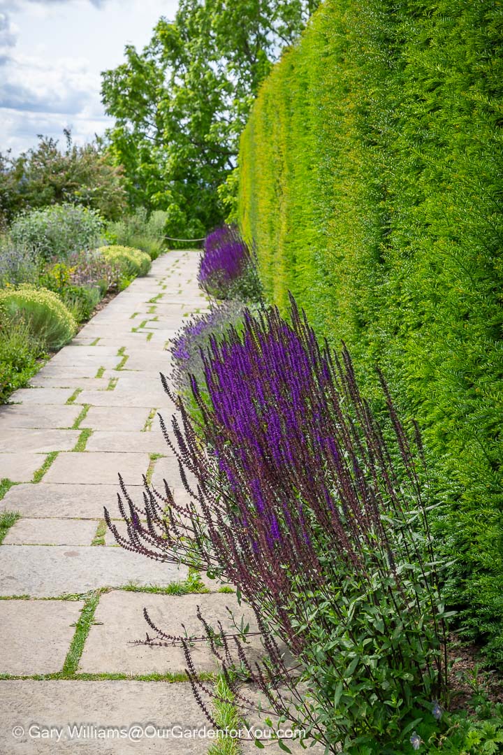 The view of purple flowering sage lining a path against a yew hedge at chartwell's gardens in kent