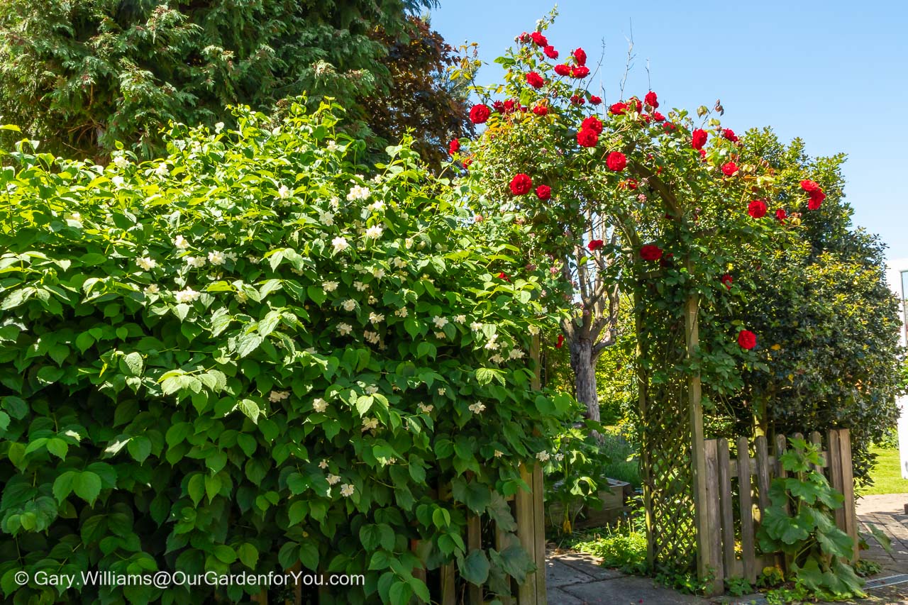Red roses climbing roses over an arch in english country garden