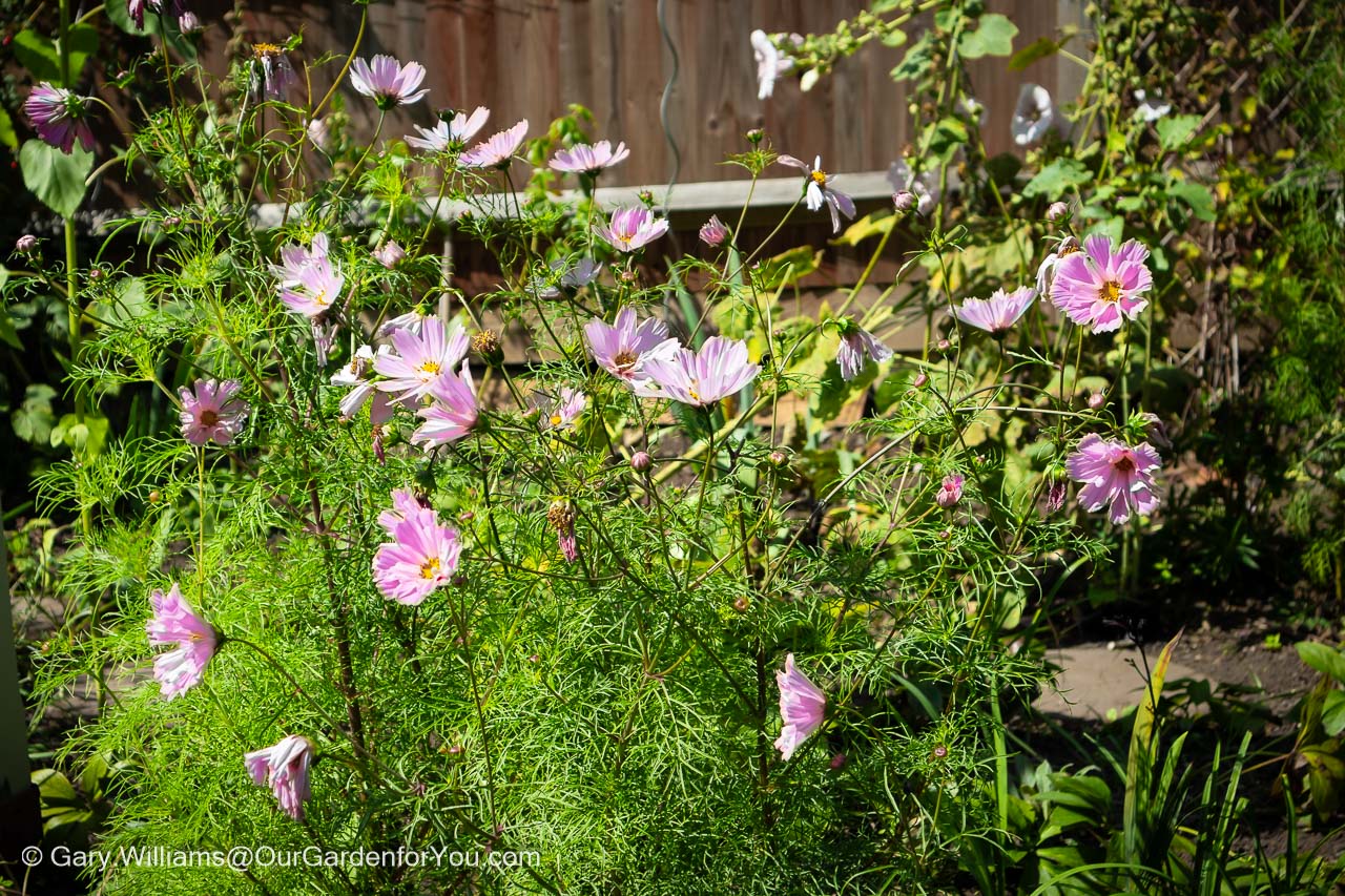 Pink flowers of cosmos seashells in full bloom in our cottage garden in august