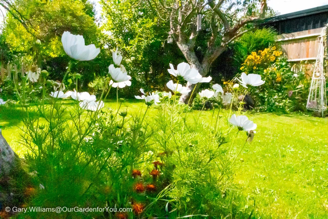 Orange marigolds at the base of white cosmos planted around a tree in our english country garden