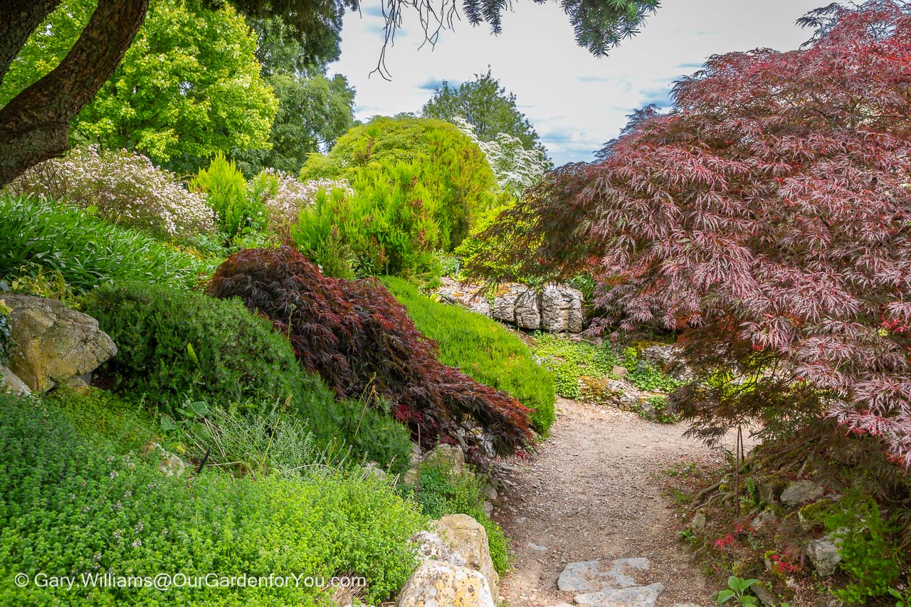 The dappled shade provided by ruby red acers and lush green ceders in Emmetts Alpine and Rock Garden in kent