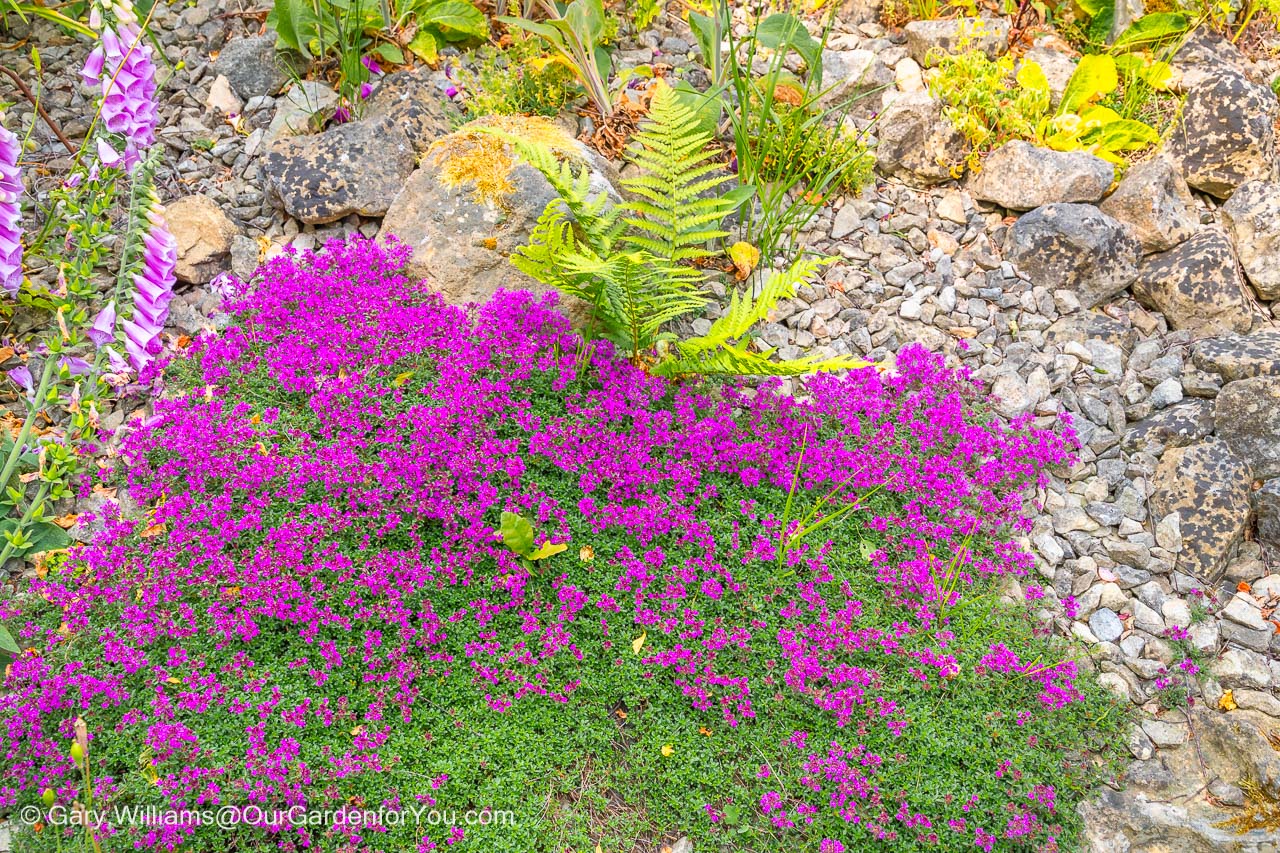A close-up of purple flowers clumped together on hard planting within the Rock and alpine section within emmett's gardens