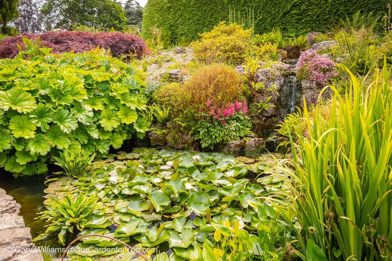 A small waterfall flows over the rocks in Emmetts Alpine and Rock Garden into a small lily pond.